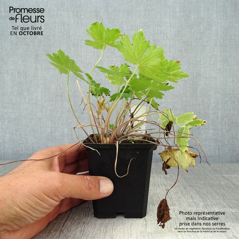 Exemplaar van Geranium phaeum Raven - Donkere ooievaarsbek Kweekpotje van 8/9 cm zoals geleverd in de herfst