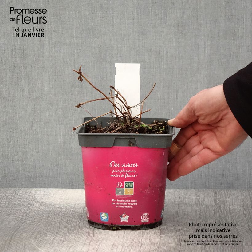 Example of Geranium Pink Penny - Ooievaarsbek Pot van 2 l/3 l as you get in hiver