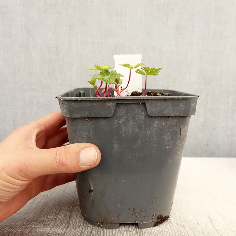 Exemplaar van Geranium Pink Penny - Ooievaarsbek Pot van 2 l/3 l zoals geleverd in de lente