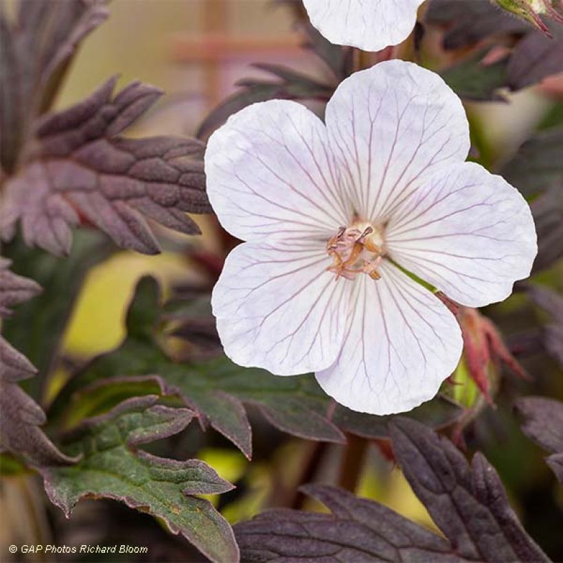 Geranium Black'n white Army - Beemdooievaarsbek (Flowering)