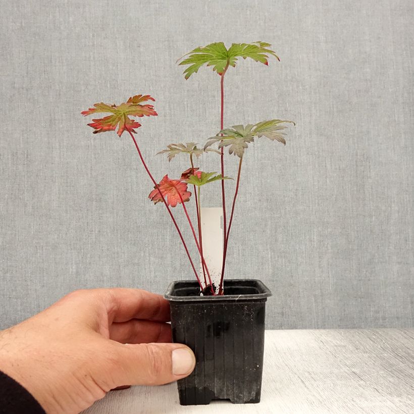 Exemplaar van Geranium pratense Dark Eyes - Beemdooievaarsbek Kweekpotje van 8/9 cm zoals geleverd in de zomer