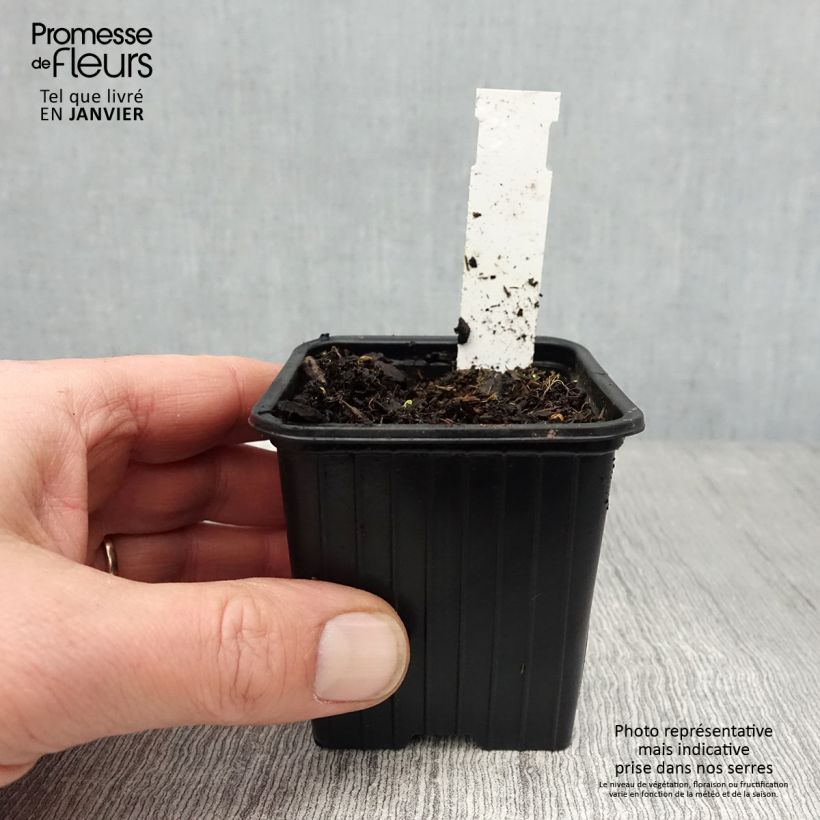 Example of Géranium vivace pratense Dark Eyes - Géranium des prés Kweekpotje van 8/9 cm as you get in hiver