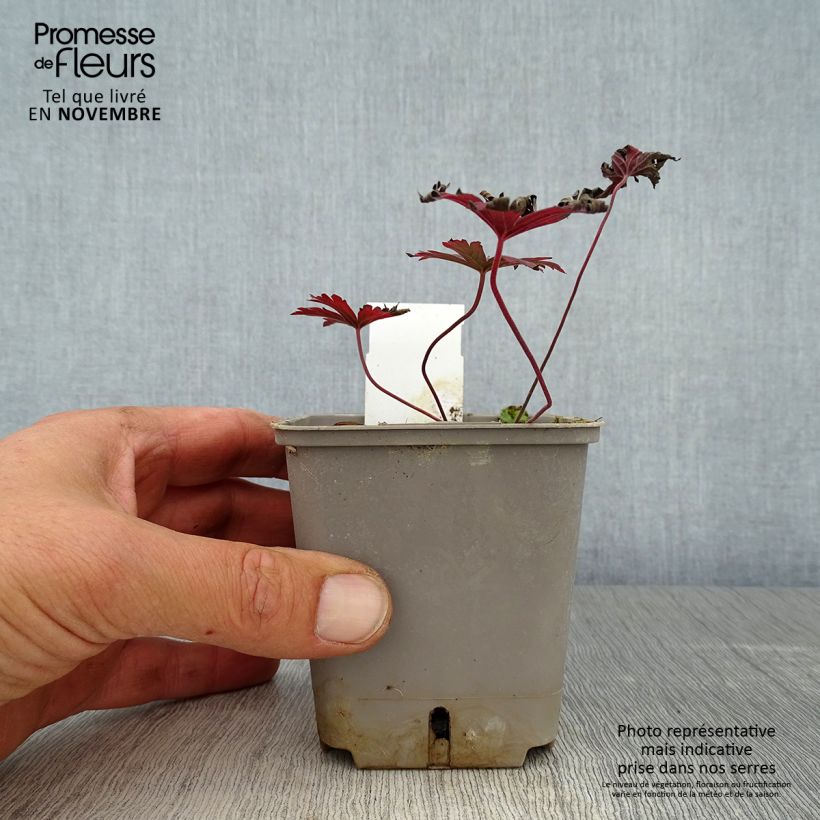 Exemplaar van Géranium vivace pratense Dark Reiter Godet de 8/9 cm zoals geleverd in de herfst