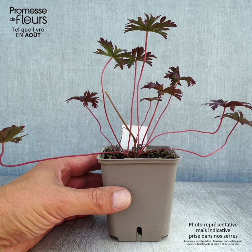Exemplaar van Geranium pratense Dark Reiter - Beemdooievaarsbek Kweekpotje van 8/9 cm zoals geleverd in de zomer
