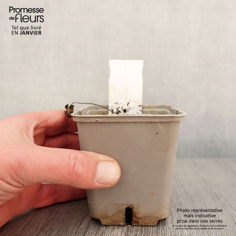 Exemplaar van Geranium pratense Dark Reiter - Beemdooievaarsbek Kweekpotje van 8/9 cm zoals geleverd in de winter