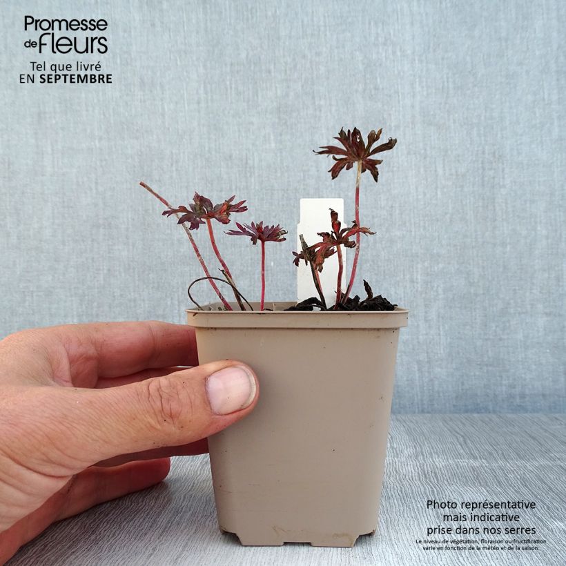 Exemplaar van Geranium pratense Hocus Pocus - Beemdooievaarsbek Kweekpotje van 8/9 cm zoals geleverd in de zomer