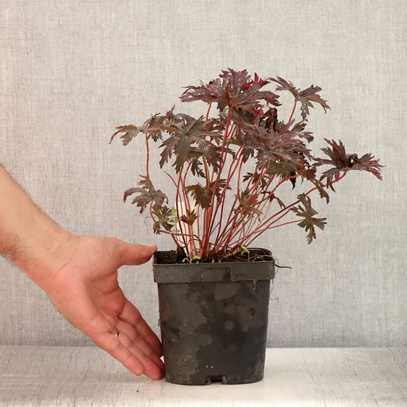 Exemplaar van Geranium pratense Hocus Pocus - Beemdooievaarsbek Pot van 2 l/3 l zoals geleverd in de zomer