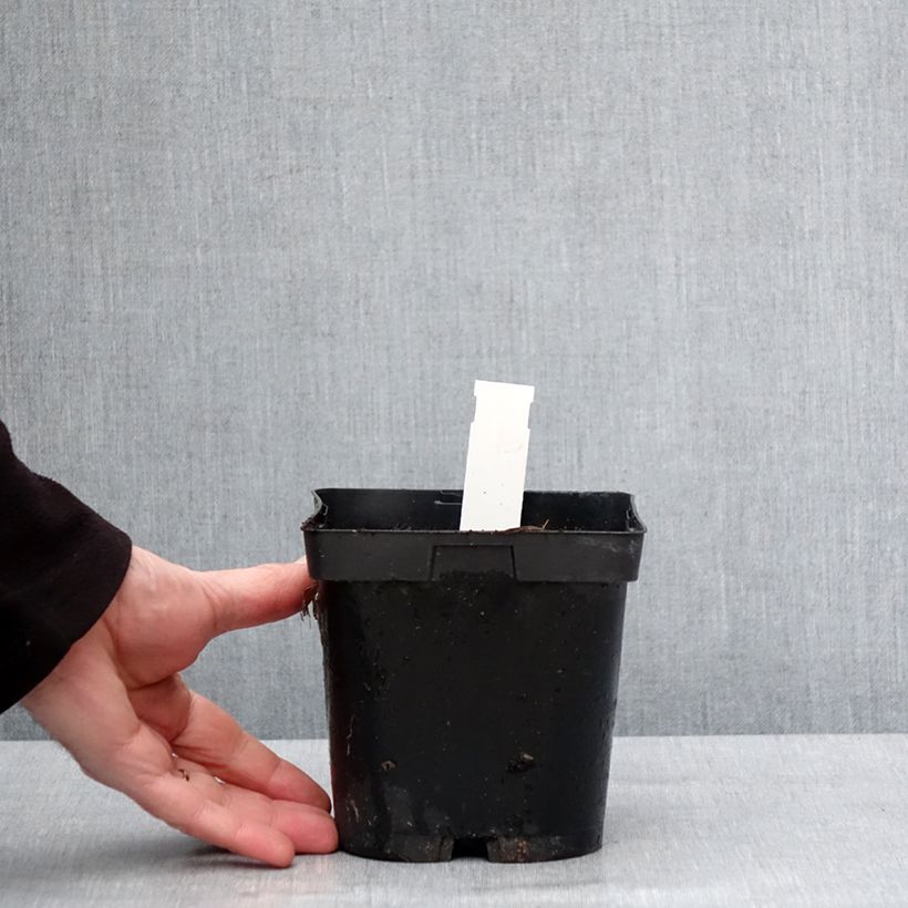 Example of Géranium vivace pratense Hocus Pocus Pot van 2 l/3 l as you get in hiver