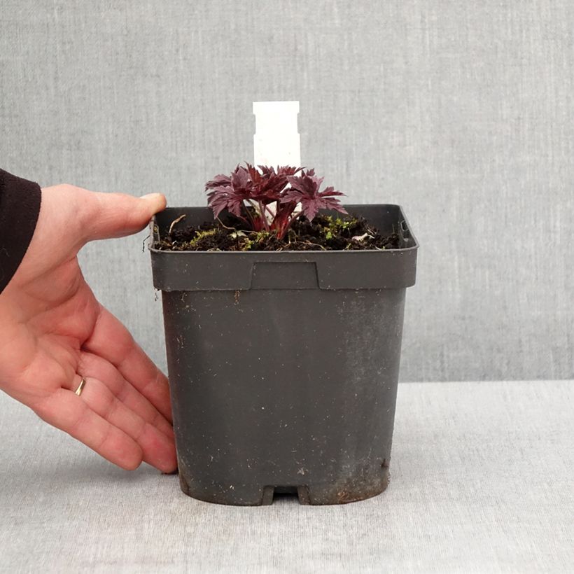 Exemplaar van Geranium pratense Hocus Pocus - Beemdooievaarsbek Pot van 2 l/3 l zoals geleverd in de lente