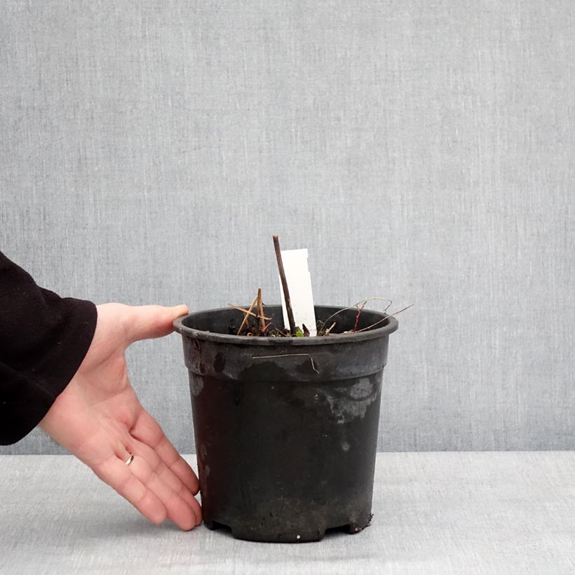 Example of Geranium pratense Laura - Beemdooievaarsbek Pot van 2 l/3 l as you get in hiver