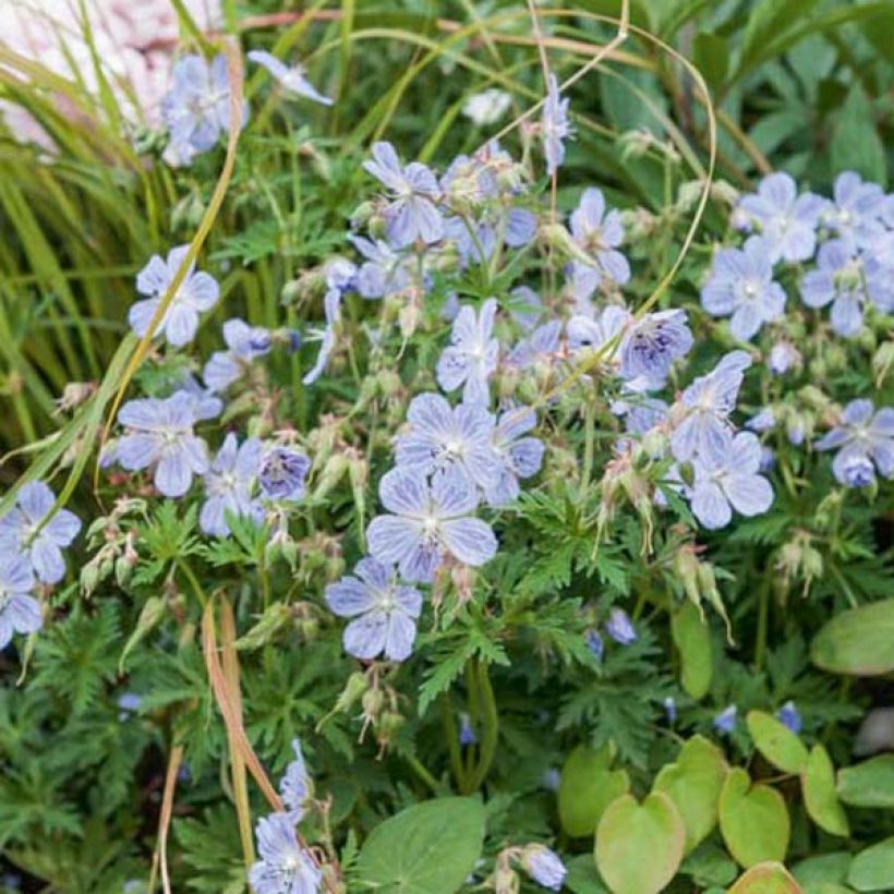 Geranium pratense Mrs Kendall Clark - Beemdooievaarsbek (Plant habit)