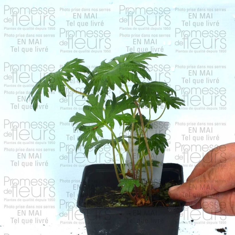 Voorbeeld van een exemplaar van Geranium pratense Plenum Violaceum - Beemdooievaarsbek Kweekpotje van 8/9 cm zoals geleverd