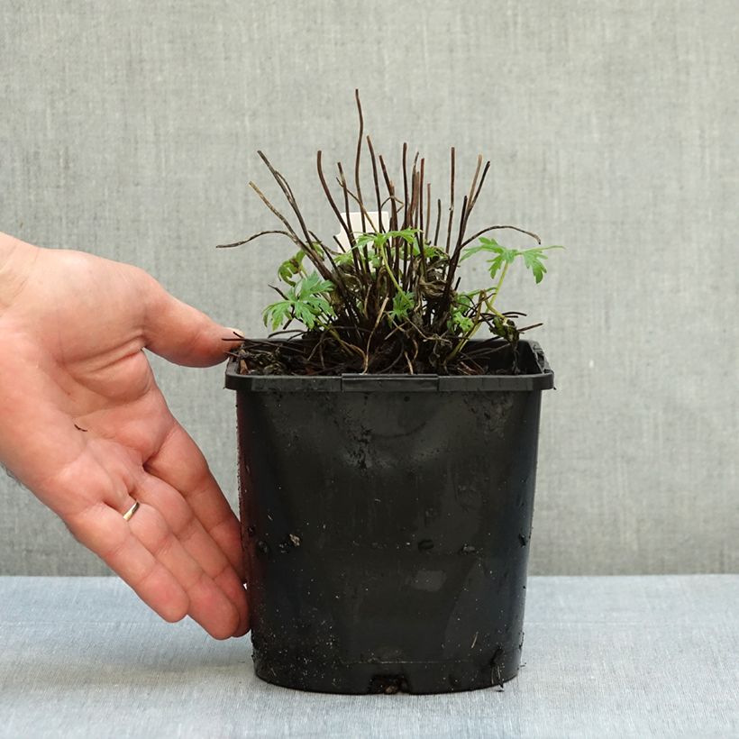 Exemplaar van Geranium pratense Summer Skies - Beemdooievaarsbek Pot van 2 l/3 l zoals geleverd in de herfst