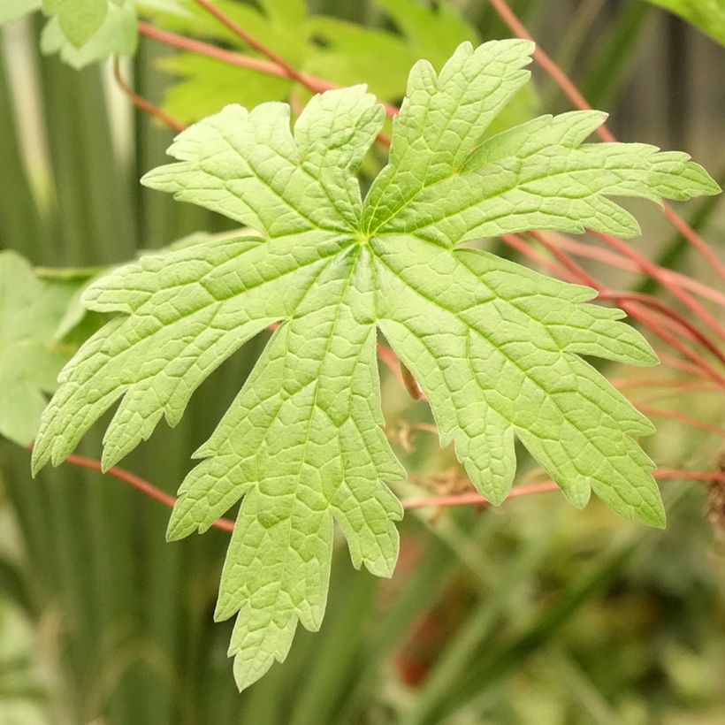 Geranium psilostemon - Armeense ooievaarsbek (Blad)