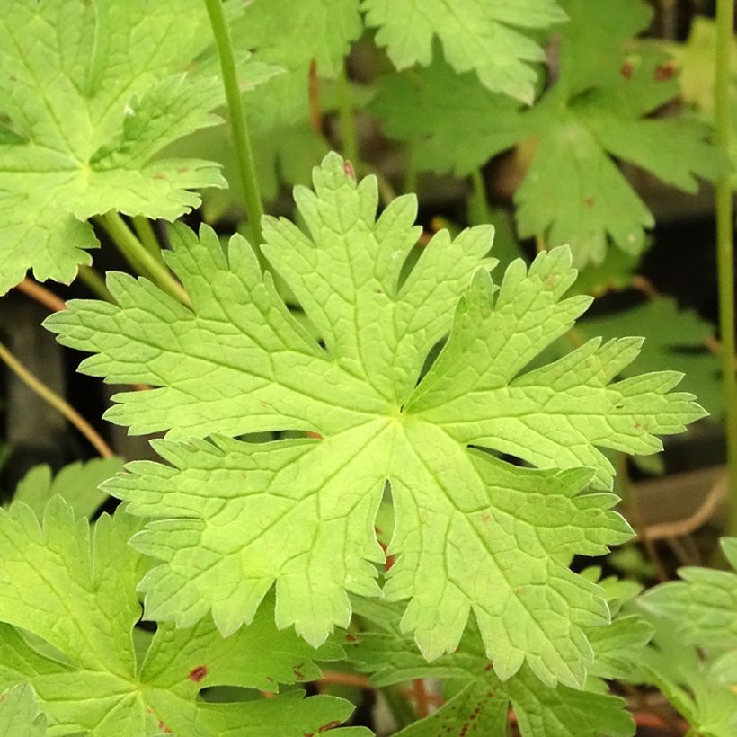 Geranium psilostemon JS Ma Tu Vu® - Armeense ooievaarsbek (Blad)