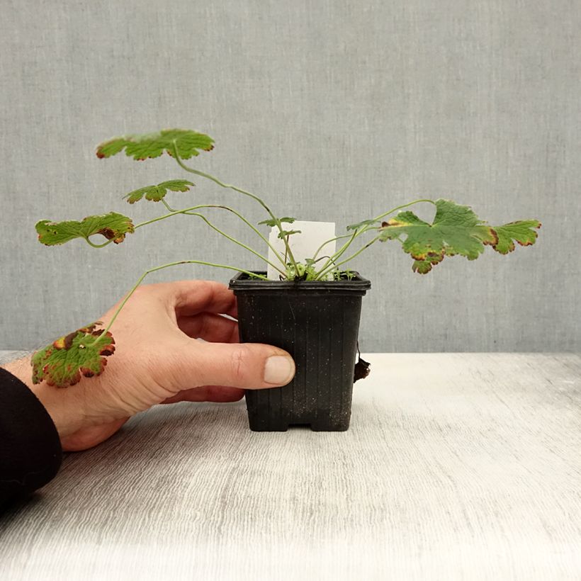 Exemplaar van Geranium renardii - Kaukasische ooievaarsbek Kweekpotje van 8/9 cm zoals geleverd in de herfst