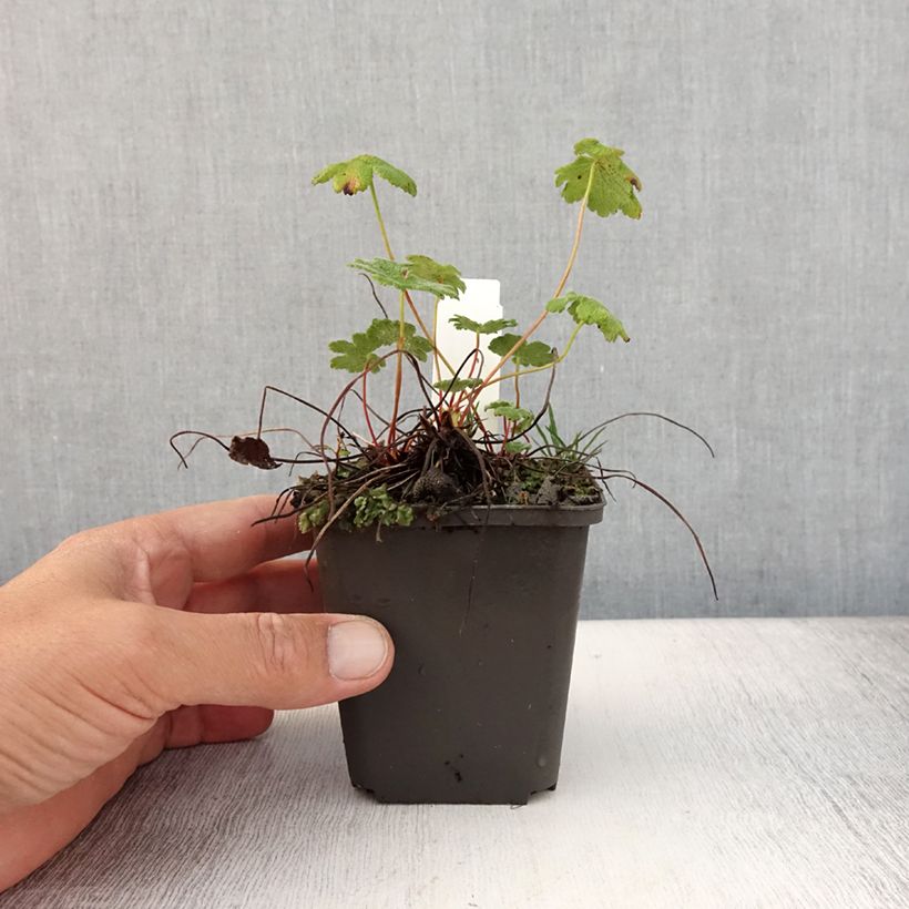 Exemplaar van Geranium renardii Zetterlund - Kaukasische ooievaarsbek Kweekpotje van 8/9 cm zoals geleverd in de zomer
