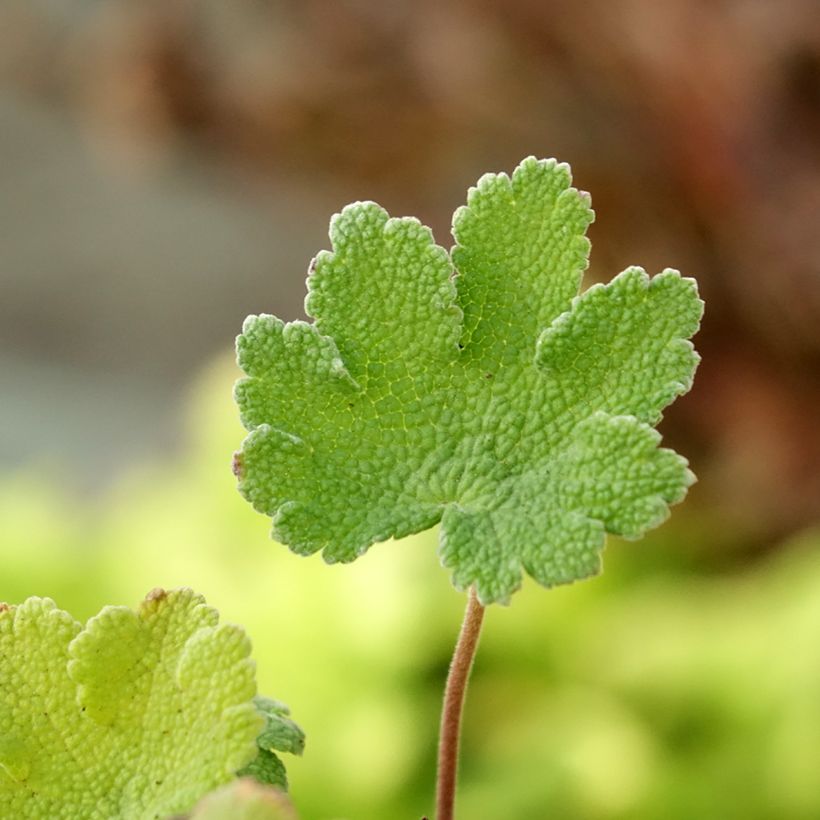 Geranium renardii Zetterlund - Kaukasische ooievaarsbek (Blad)