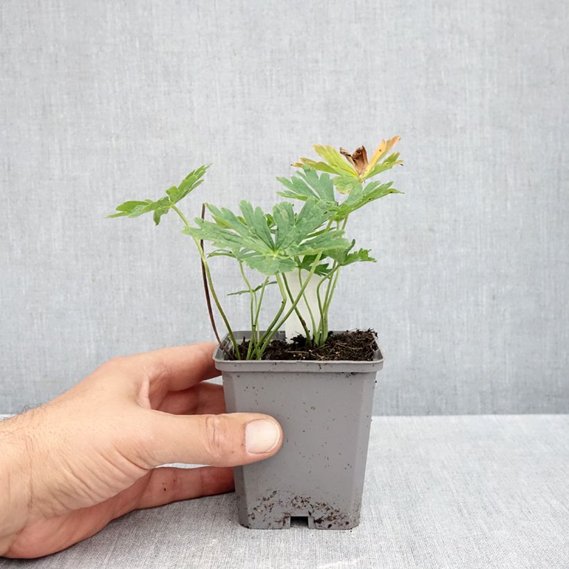 Example of Geranium richardsonii - Ooievaarsbek Kweekpotje van 8/9 cm as you get in automne