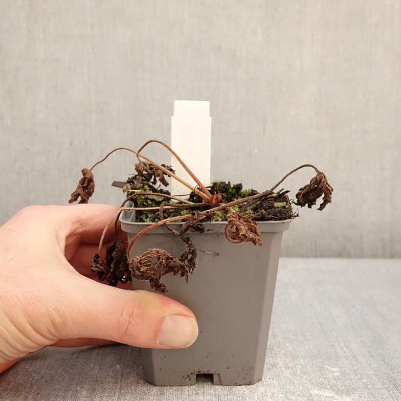 Exemplaar van Geranium richardsonii - Ooievaarsbek Kweekpotje van 8/9 cm zoals geleverd in de winter