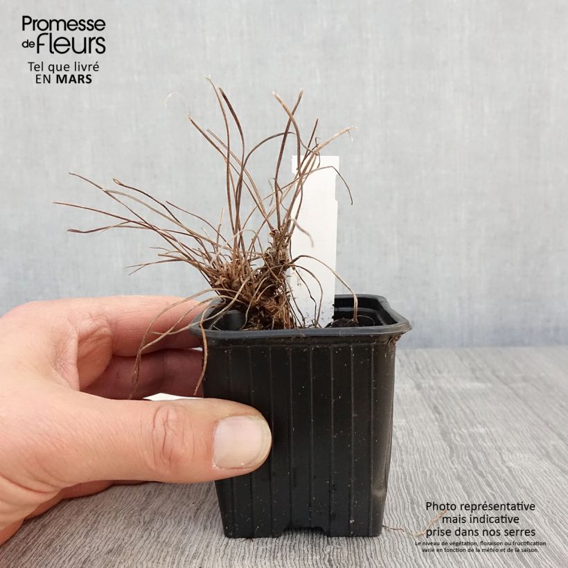 Exemplaar van Geranium riversleaianum Russell Prichard - Ooievaarsbek Kweekpotje van 8/9 cm zoals geleverd in de lente