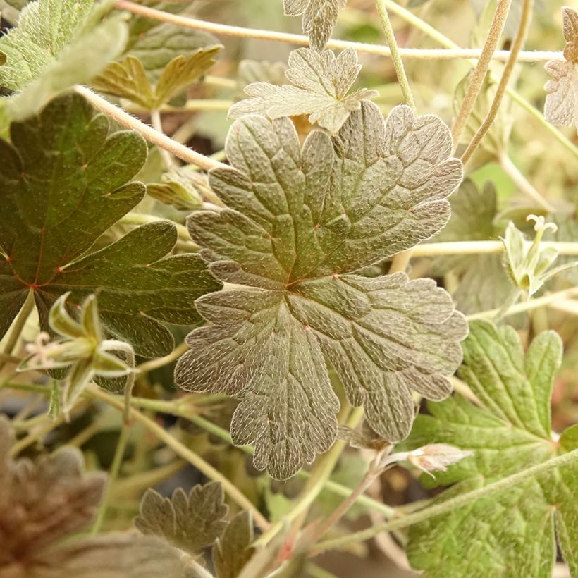 Geranium Rothbury Red - Ooievaarsbek (Blad)
