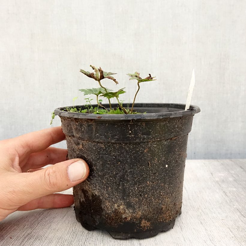 Exemplaar van Geranium Rozanne - Ooievaarsbek Pot van 2 l/3 l zoals geleverd in de herfst
