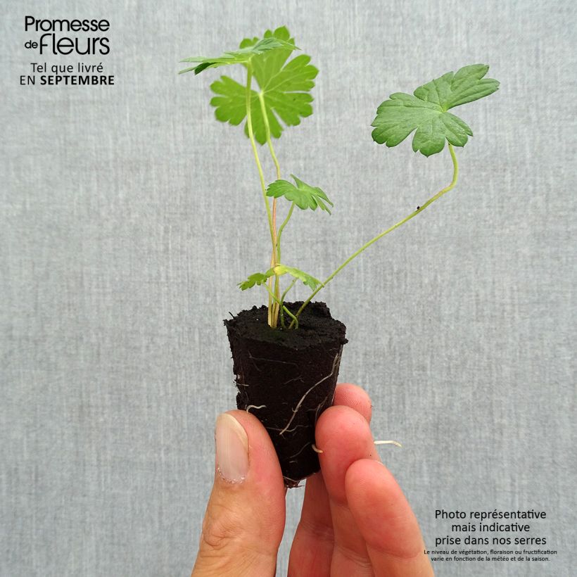 Example of Géranium vivace Rozanne Mini-mot Ø 3/4 cm as you get in automne