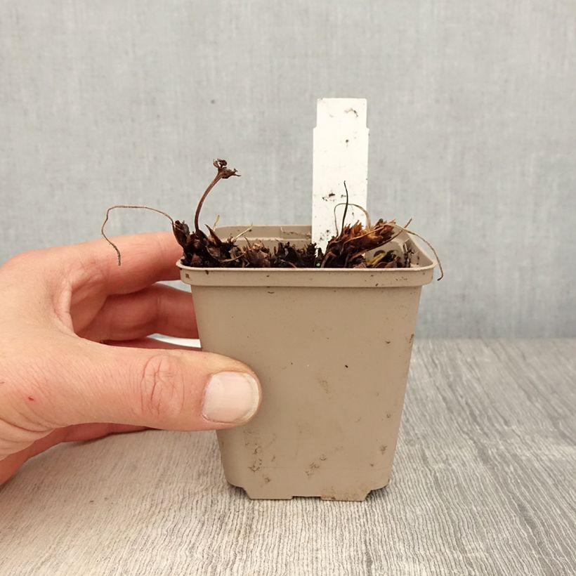 Exemplaar van Geranium Sabani Blue - Ooievaarsbek Kweekpotje van 8/9 cm zoals geleverd in de lente