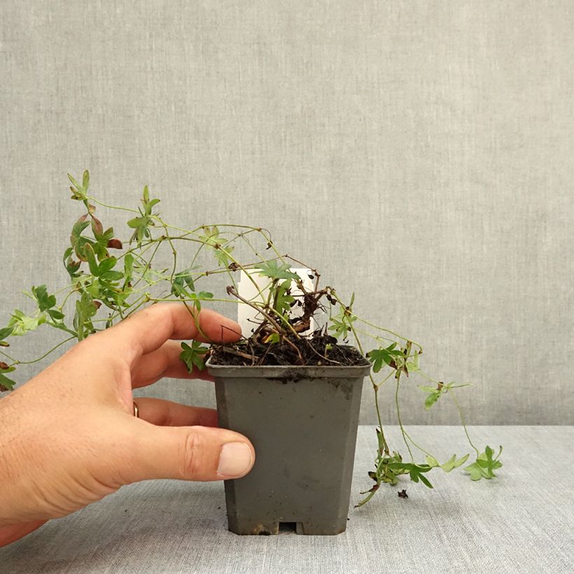 Exemplaar van Geranium sanguineum Ankum's Pride - Bloedooievaarsbek Kweekpotje van 8/9 cm zoals geleverd in de zomer