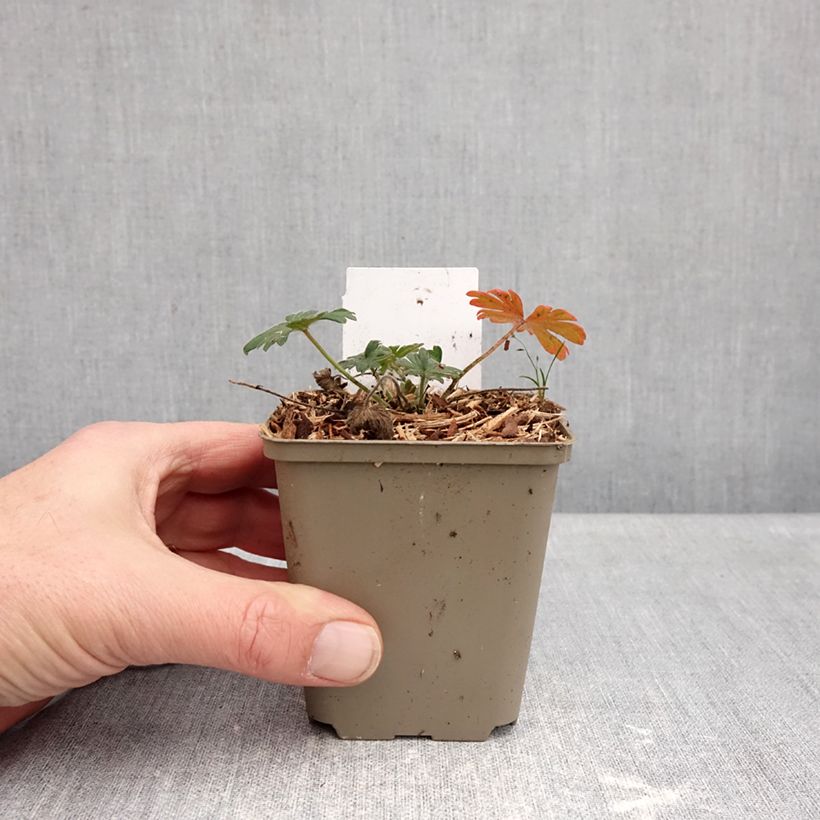 Example of Géranium vivace sanguin Ankum's Pride - Géranium sanguineum Kweekpotje van 8/9 cm as you get in hiver