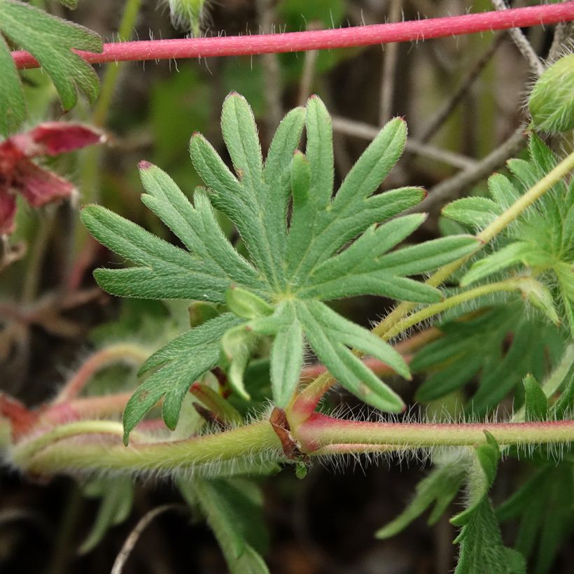 Geranium sanguineum Ankum's Pride - Bloedooievaarsbek (Blad)