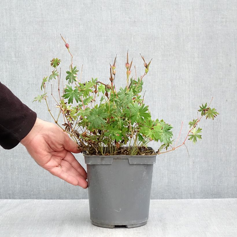 Exemplaar van Geranium sanguineum Ankum's Pride - Bloedooievaarsbek Pot van 2 l/3 l zoals geleverd in de herfst