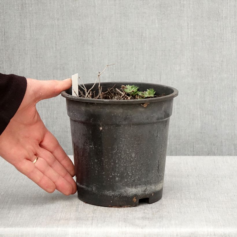 Exemplaar van Geranium sanguineum Ankum's Pride - Bloedooievaarsbek Pot van 2 l/3 l zoals geleverd in de lente