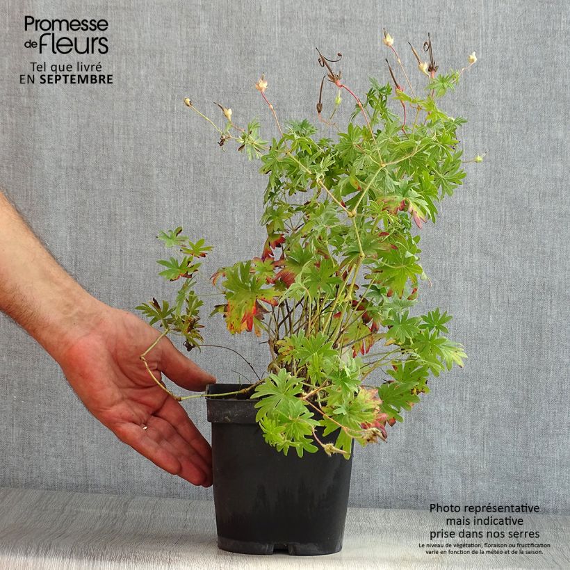 Exemplaar van Geranium sanguineum - Bloedooievaarsbek Pot van 2 l/3 l zoals geleverd in de zomer