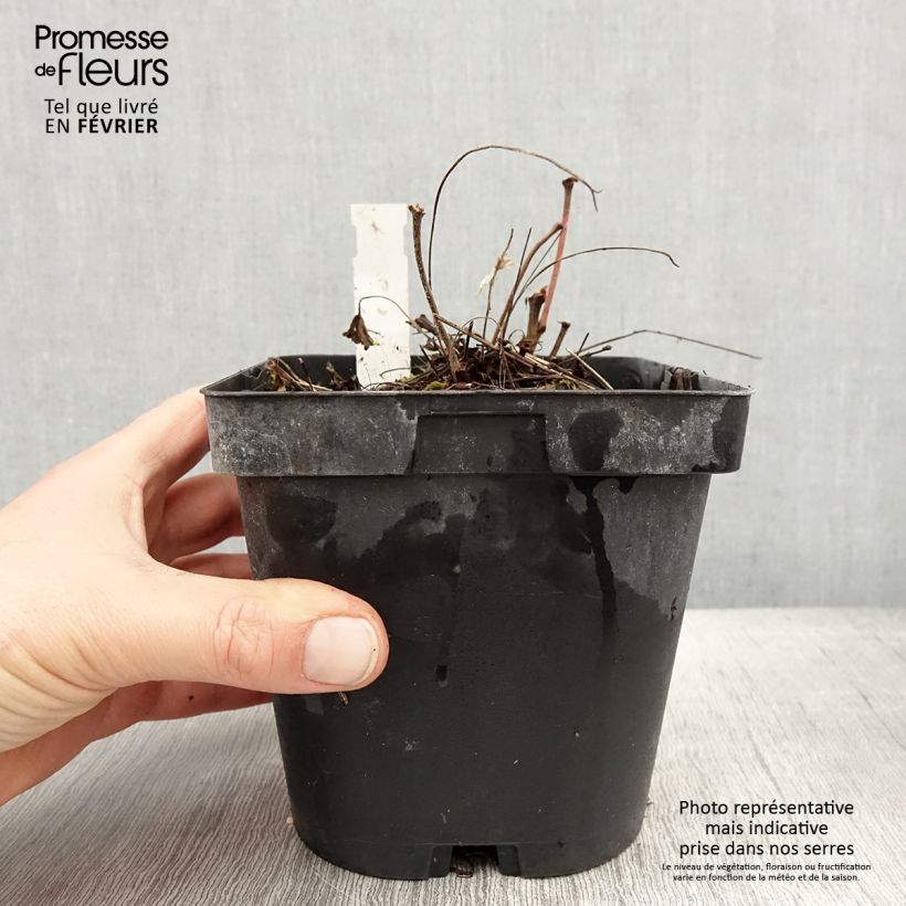 Example of Géranium vivace sanguineum Pot van 2 l/3 l as you get in hiver