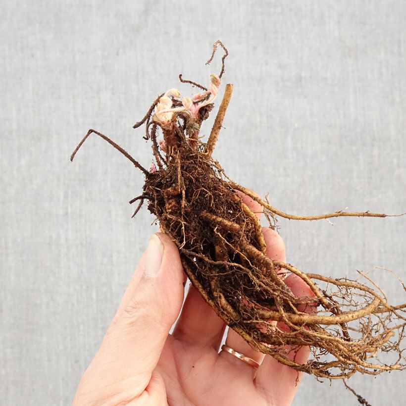 Exemplaar van Géranium vivace sanguineum Frivolius Lilac Naakte wortel zoals geleverd in de winter