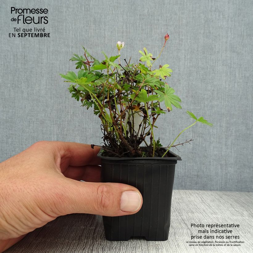 Exemplaar van Geranium sanguineum Max Frei - Bloedooievaarsbek Kweekpotje van 8/9 cm zoals geleverd in de zomer
