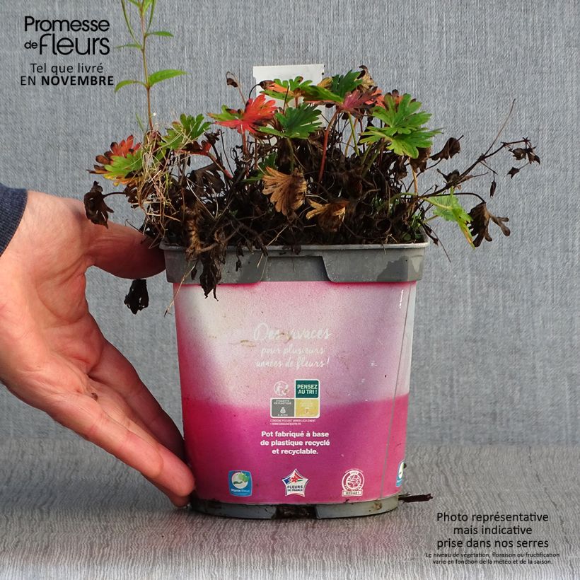 Exemplaar van Geranium sanguineum Pink Pouffe - Bloedooievaarsbek Pot van 2 l/3 l zoals geleverd in de herfst
