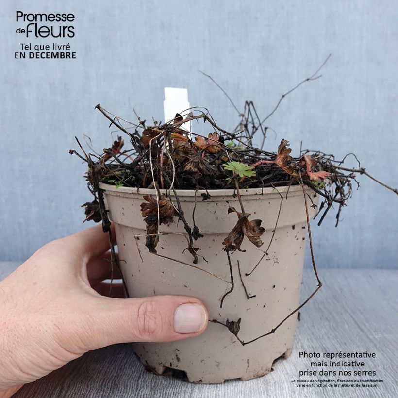 Example of Géranium vivace sanguineum striatum Pot van 2 l/3 l as you get in hiver