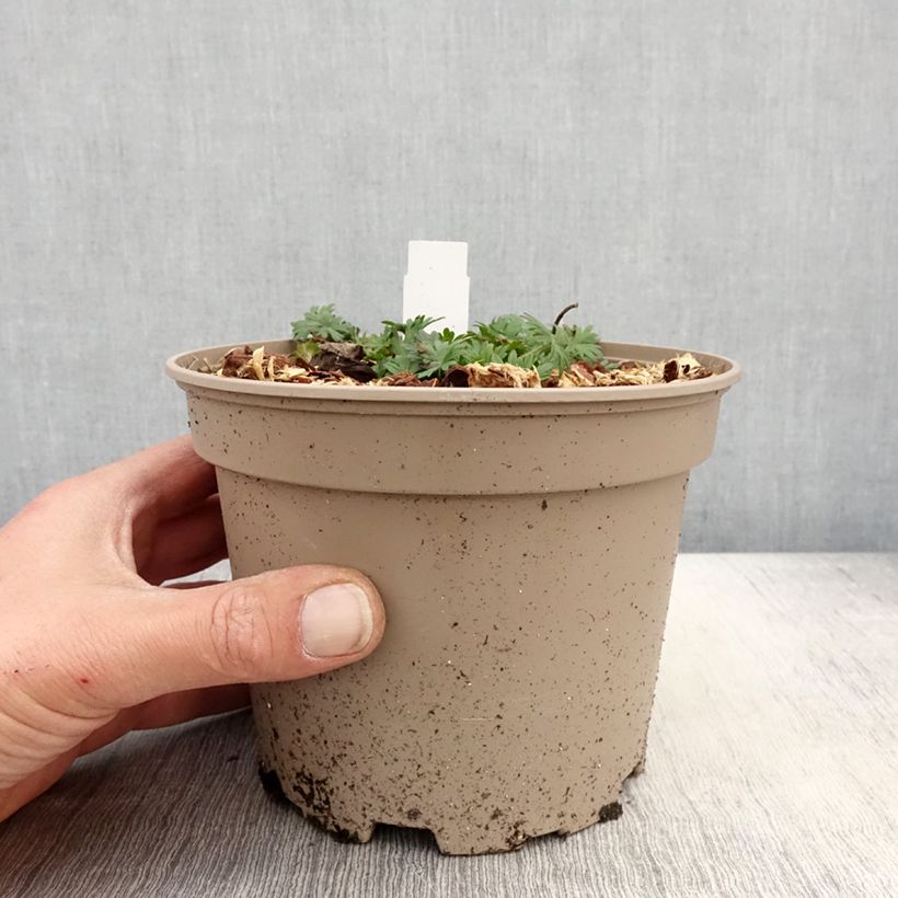 Exemplaar van Geranium sanguineum var. striatum - Bloedooievaarsbek Pot van 2 l/3 l zoals geleverd in de lente