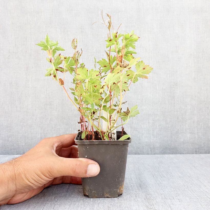 Exemplaar van Geranium Silvias Surprise - Ooievaarsbek Kweekpotje van 8/9 cm zoals geleverd in de zomer