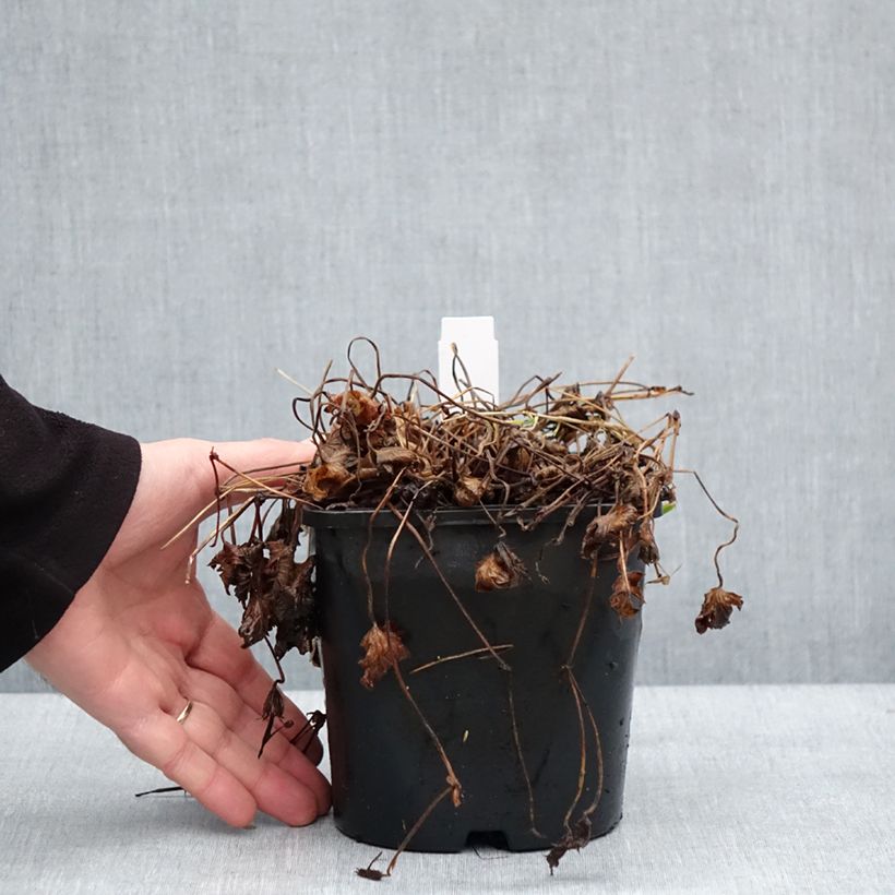 Example of Geranium vivace Silvia's surprise Pot van 1,5 l/2 l as you get in hiver