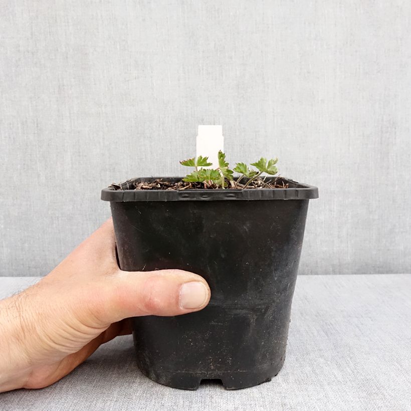 Exemplaar van Geranium Silvias Surprise - Ooievaarsbek Pot van 1,5 l/2 l zoals geleverd in de lente