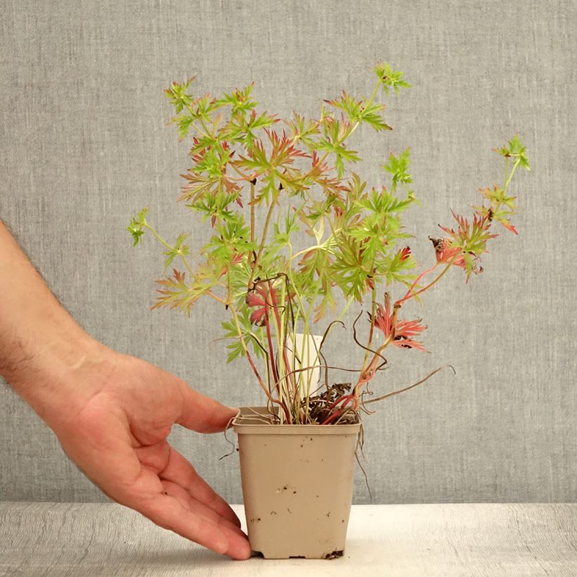 Exemplaar van Geranium soboliferum Starman - Ooievaarsbek Kweekpotje van 8/9 cm zoals geleverd in de zomer