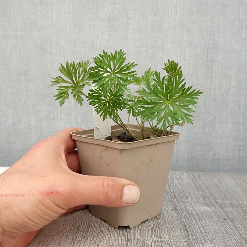 Exemplaar van Geranium soboliferum Starman - Ooievaarsbek Kweekpotje van 8/9 cm zoals geleverd in de lente