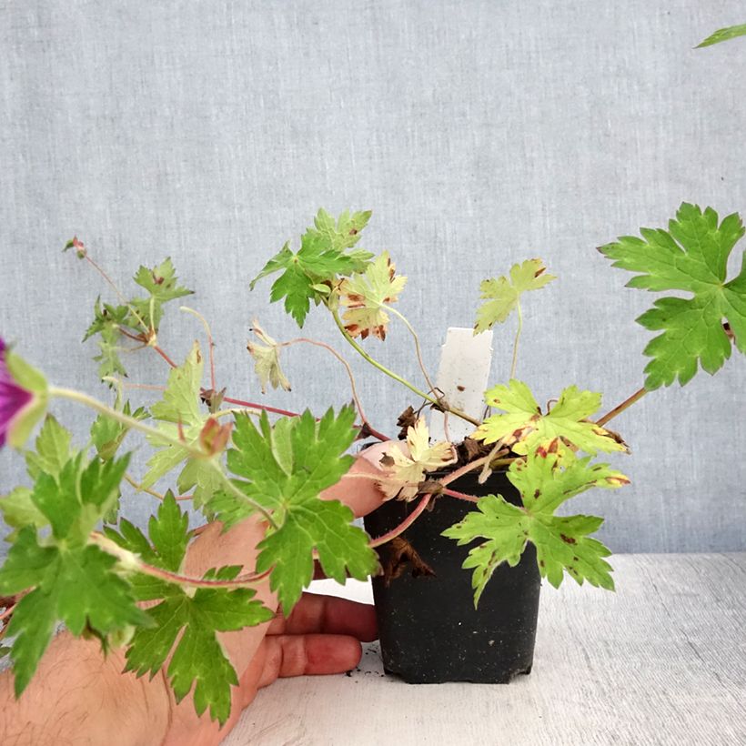Exemplaar van Geranium wallichianum Sweet Heidi - Ooievaarsbek Kweekpotje van 8/9 cm zoals geleverd in de zomer