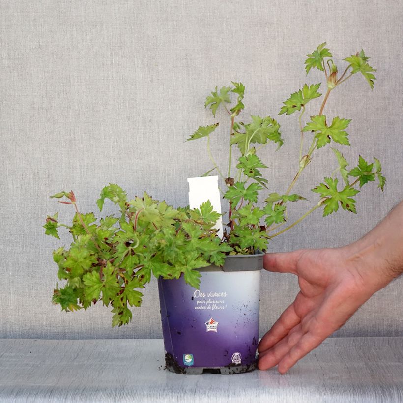 Exemplaar van Geranium wallichianum Sweet Heidi - Ooievaarsbek Pot van 2 l/3 l zoals geleverd in de zomer