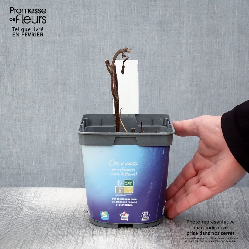 Example of Géranium vivace Sweet Heidi Pot van 2 l/3 l as you get in hiver