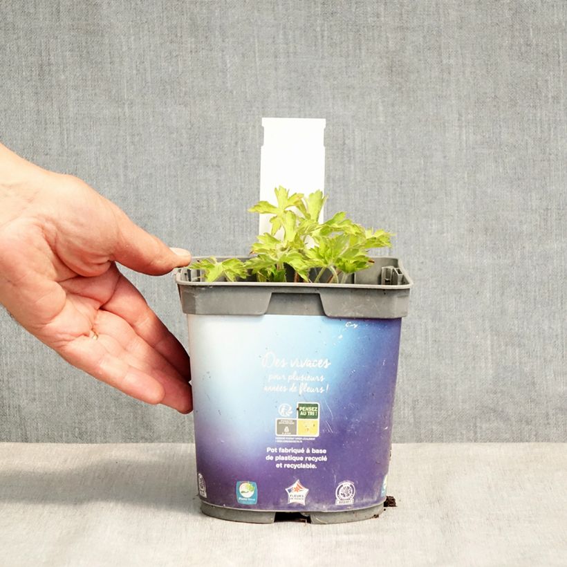 Exemplaar van Geranium wallichianum Sweet Heidi - Ooievaarsbek Pot van 2 l/3 l zoals geleverd in de lente